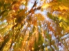 herbst-1