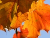 herbst-2