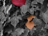 herbst-3