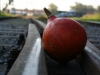 herbst_2