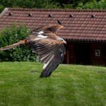 Werner Gstrein - Roter Milan - Greifvogelpark Telfes