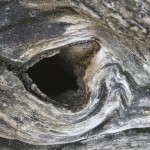 IMG_7806