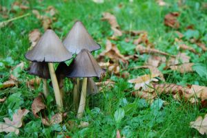 2-dsc_0332