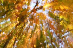 herbst-1