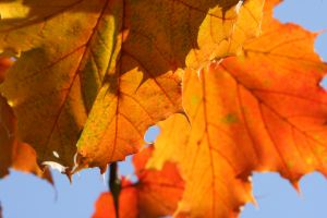herbst-2