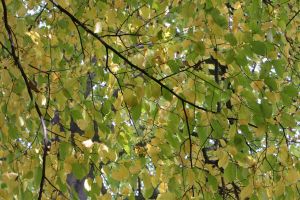 herbst-4