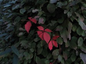 img_0243