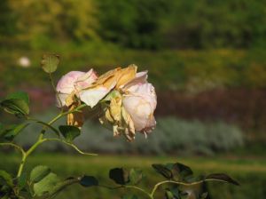img_2356