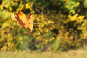 img_6297