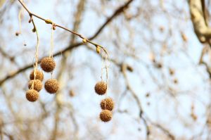 british-conkers-fiona-redshaw