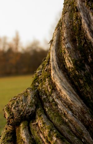 Curvetree - Gerhard Gruber