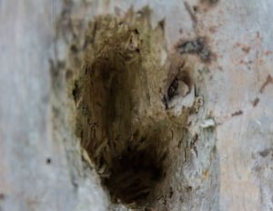 Face in Tree - Gerhard Gruber