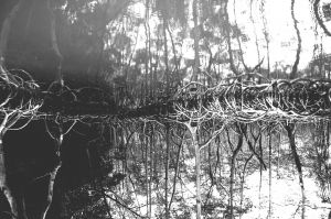 Mangroves - Ulrike Kromer - Austria